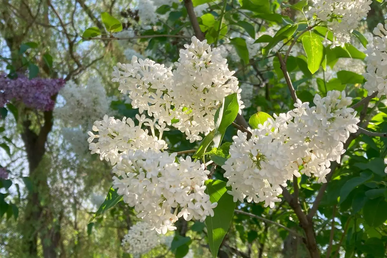 Сиреневое созерцание