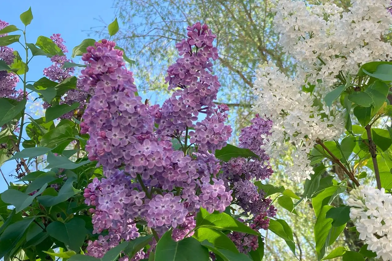 Сиреневое созерцание