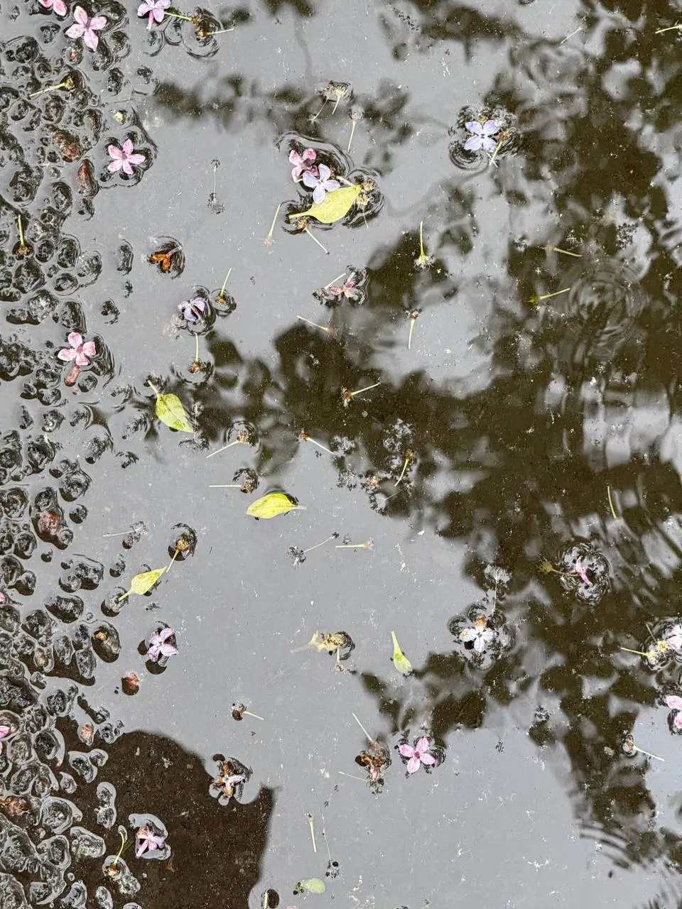 Планировать уличные мероприятия в Питере