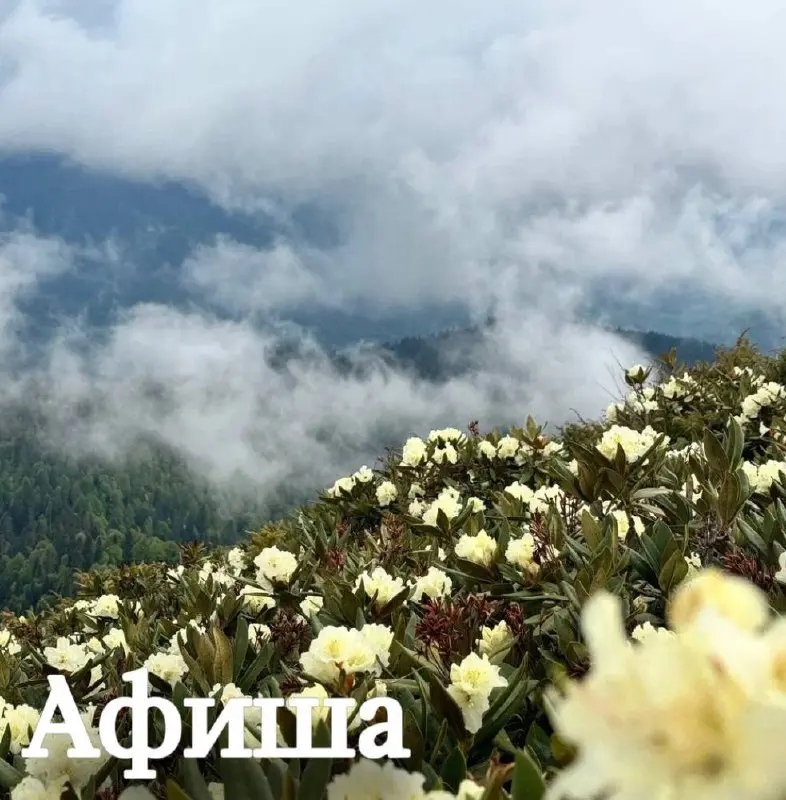 Афиша мероприятий на выходные.