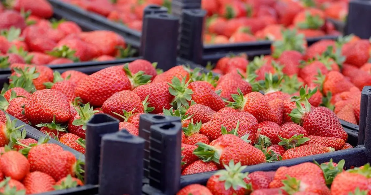 Ярмарки в Краснодаре с участием кубанских фермеров