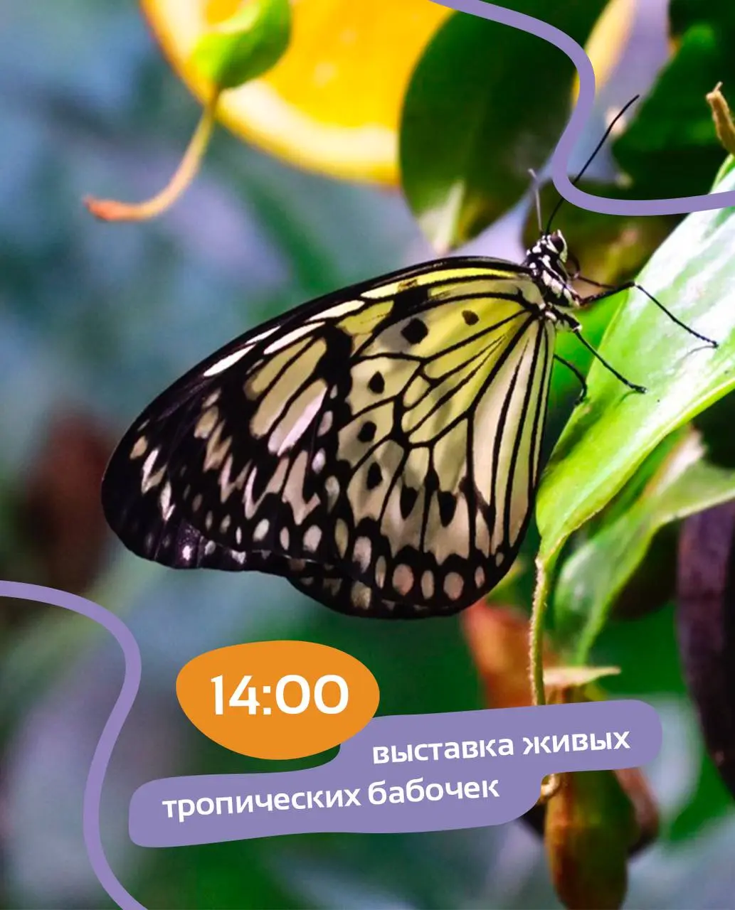 Большой детский фестиваль в Абрау-Дюрсо