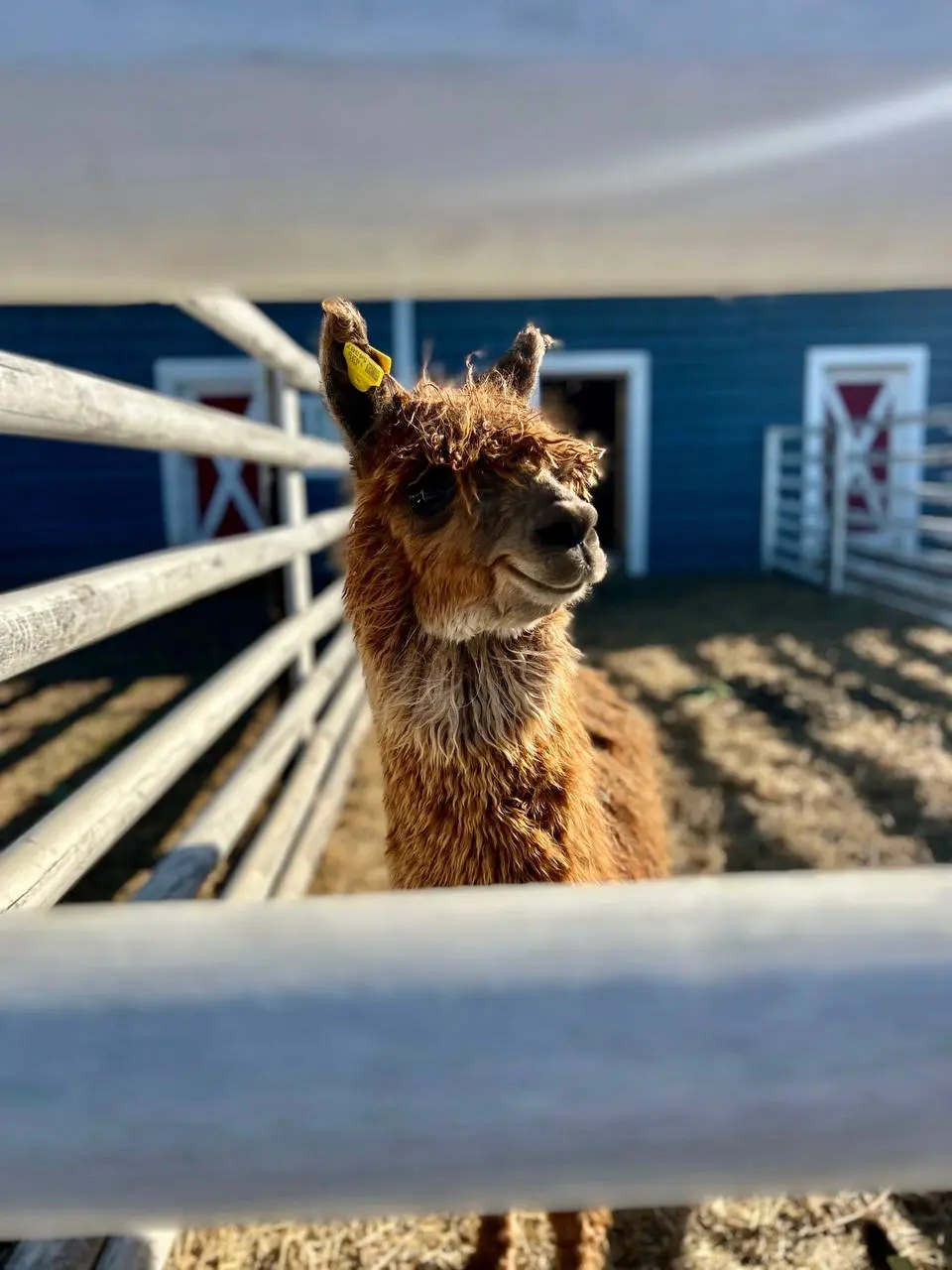 Обнимаемся с коровами на молочном ранчо 6 июня