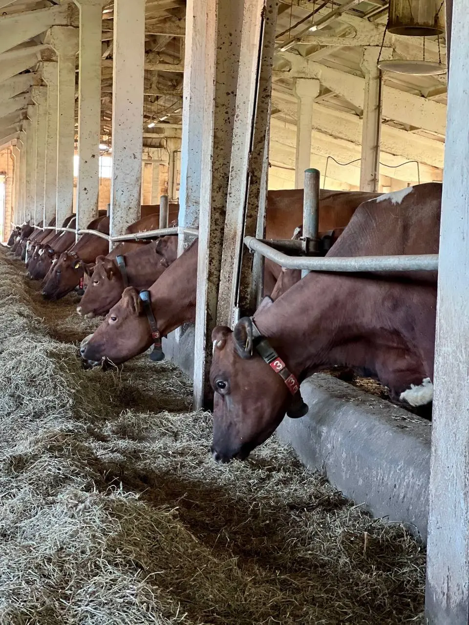 Обнимаемся с коровами на молочном ранчо 6 июня