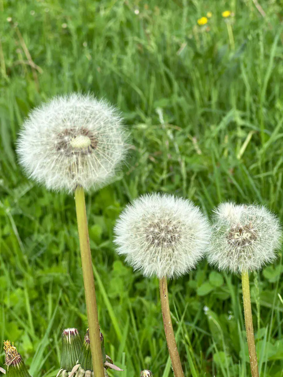 Счастливое детство в «Муза Рузе»