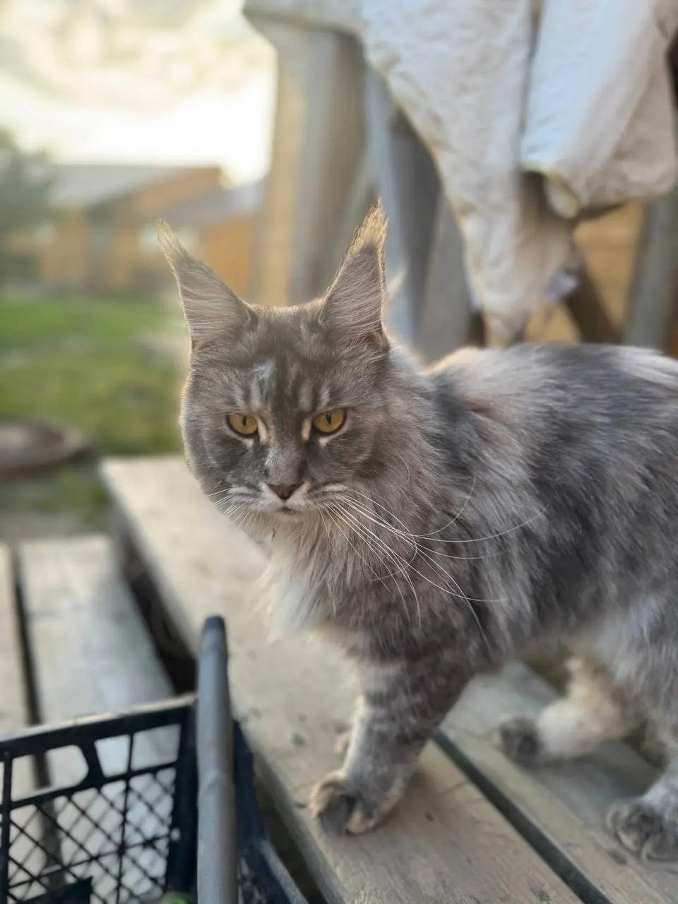 Музе Рузы — семейный отдых и развлечение для детей