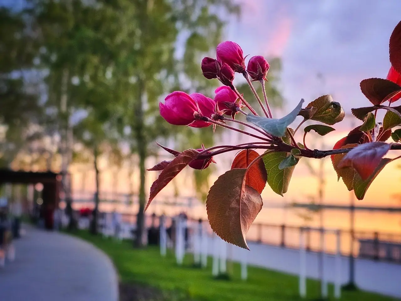 Цветущий май на набережной