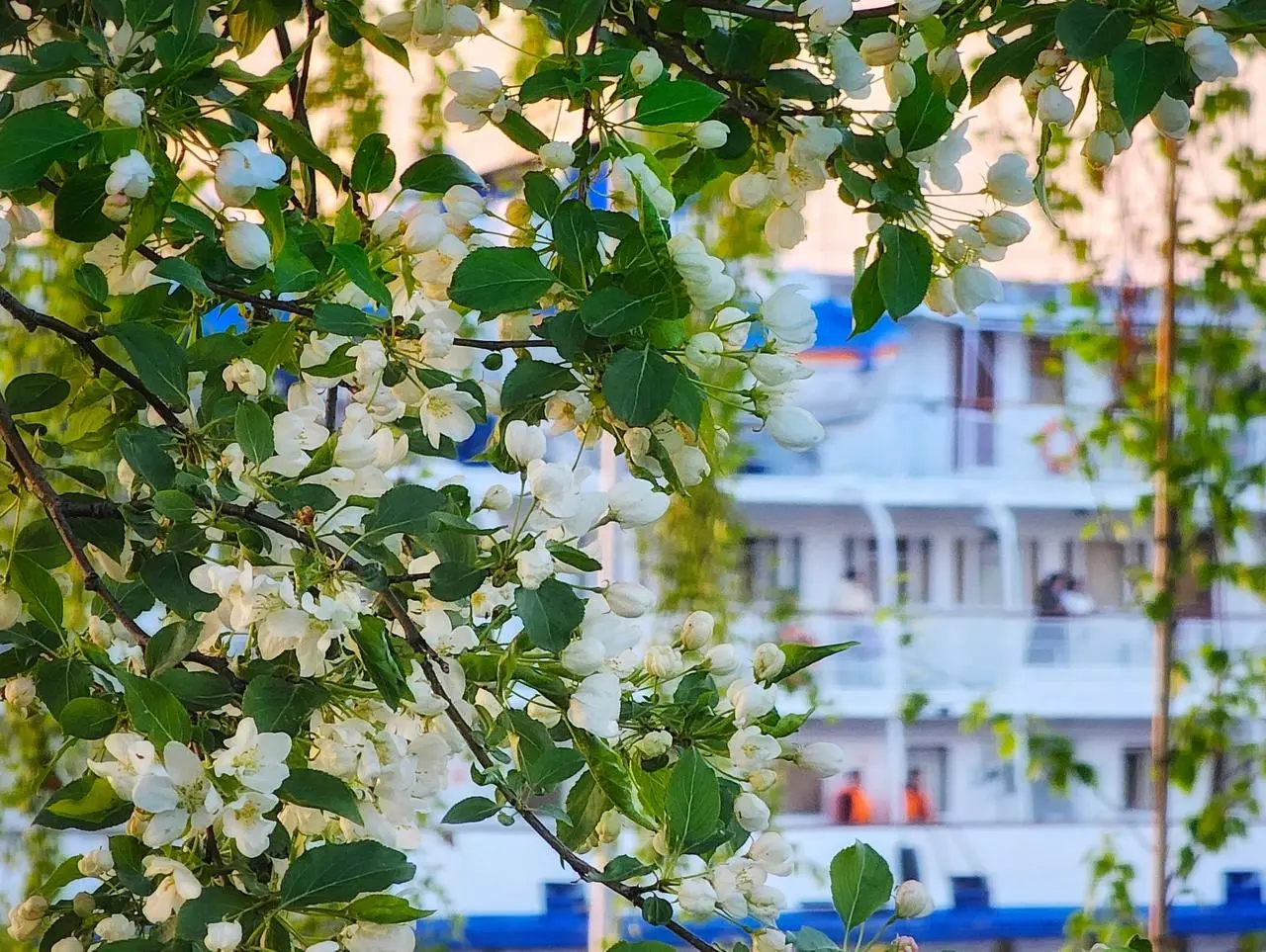 Цветущий май на набережной