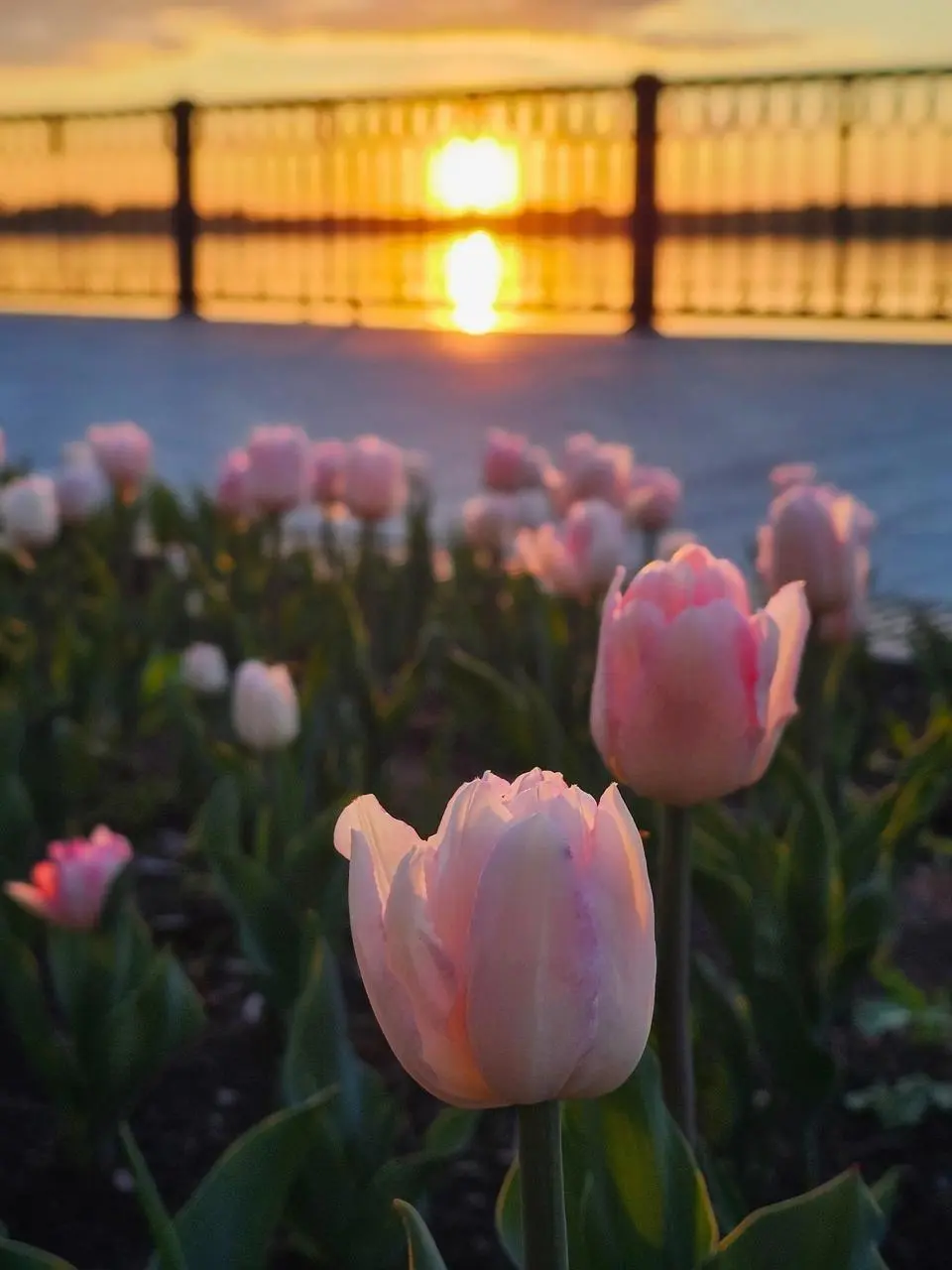 Цветущий май на набережной