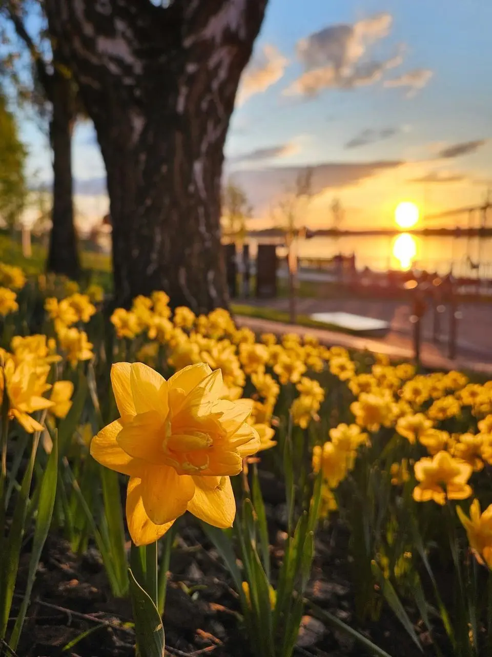 Цветущий май на набережной