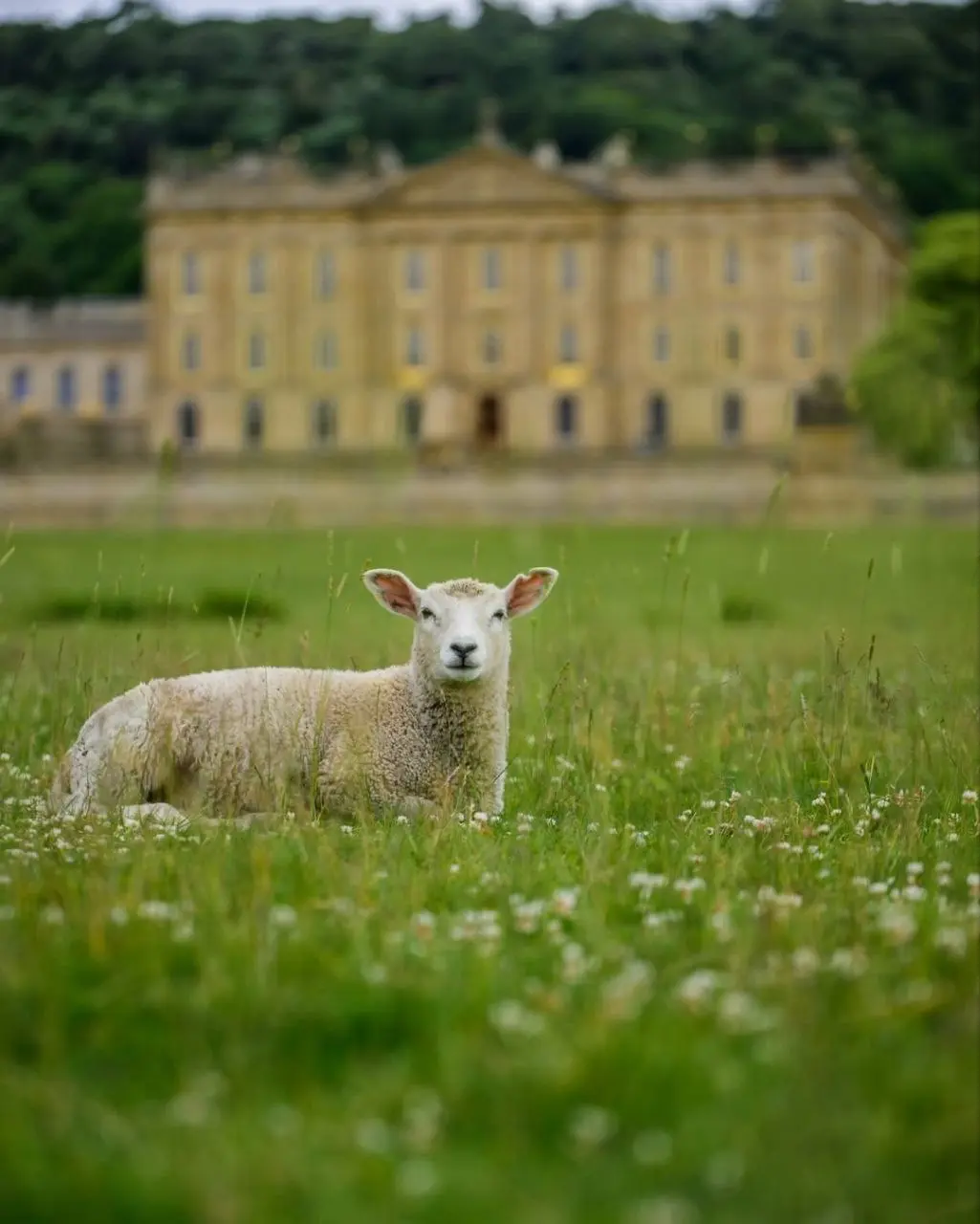 Лето в Пемберли и Chatsworth House