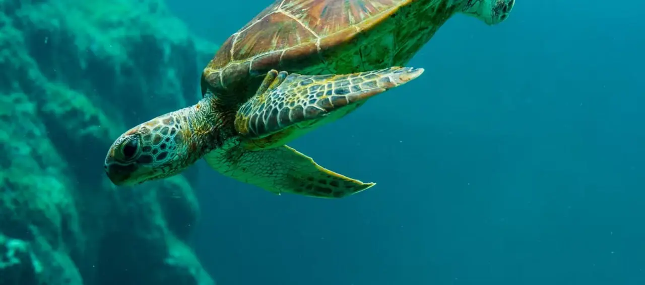 Где посмотреть на морских черепах в Дубае