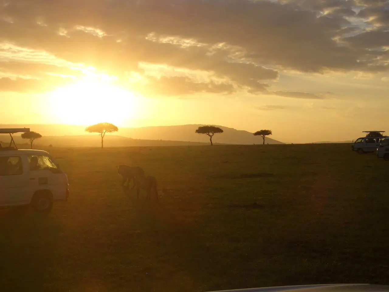 Кения, фотосафари на рассвете 🇰🇪