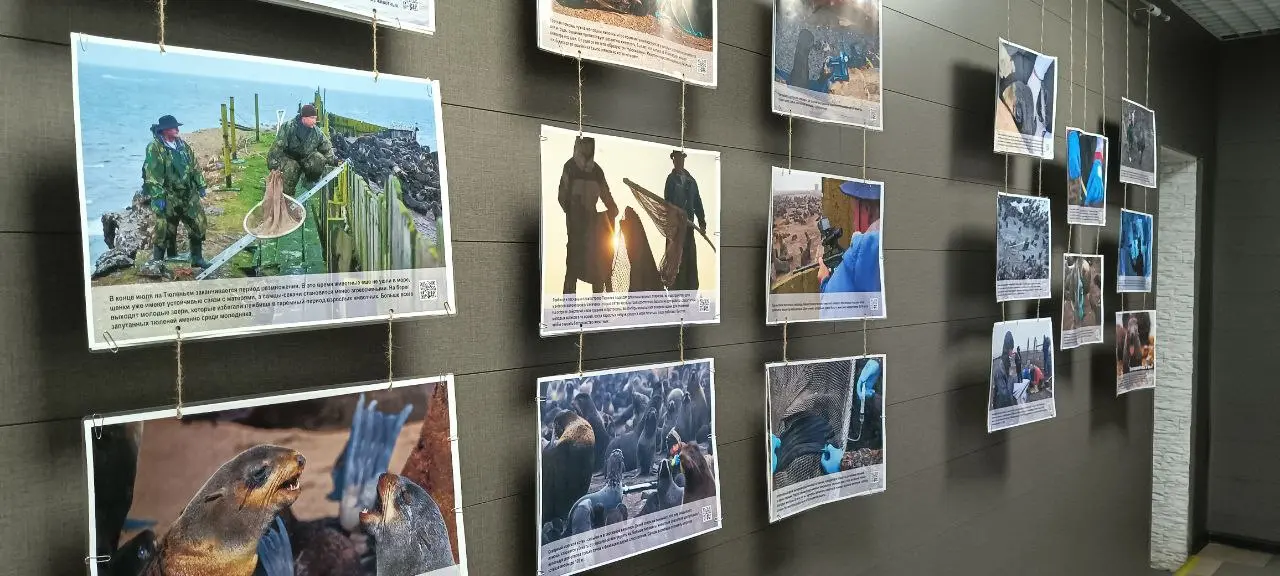 ПОПАВШИЕ В ПЕТЛЮ: СПАСЕНИЕ ТЮЛЕНЕЙ