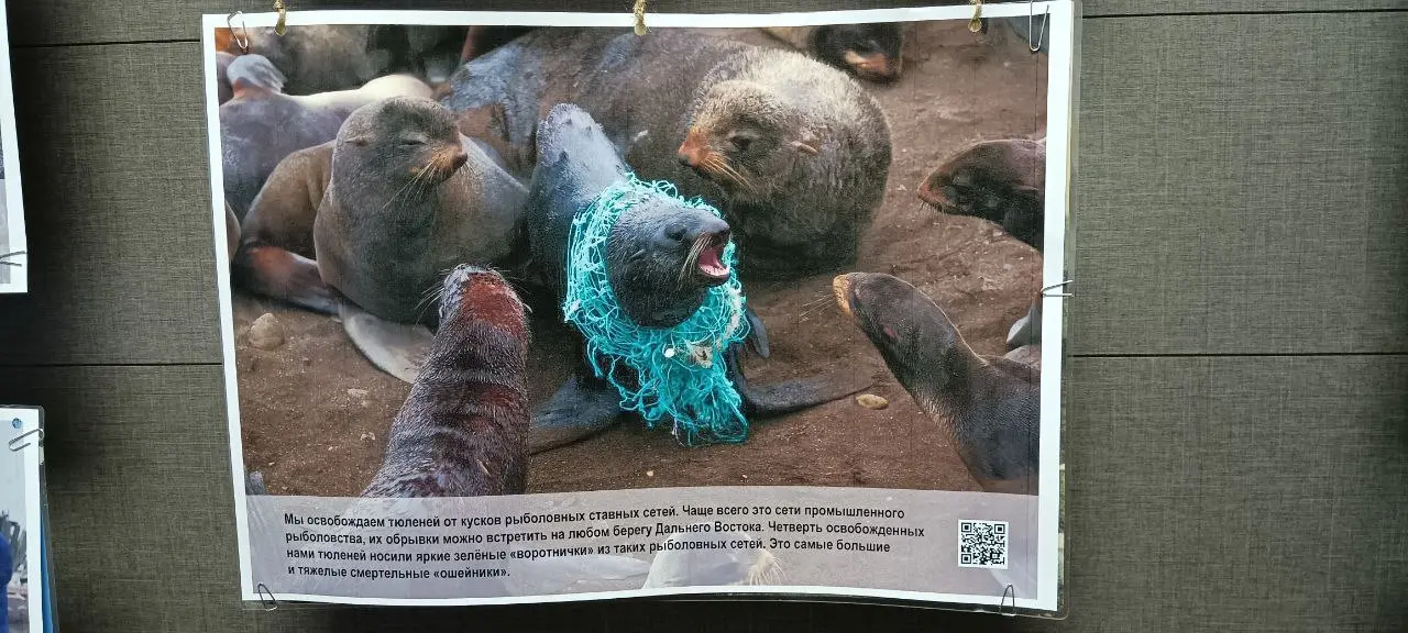 ПОПАВШИЕ В ПЕТЛЮ: СПАСЕНИЕ ТЮЛЕНЕЙ