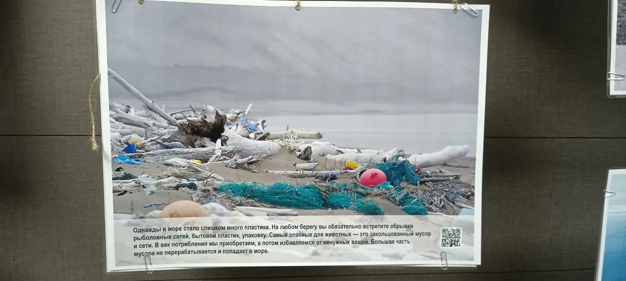 ПОПАВШИЕ В ПЕТЛЮ: СПАСЕНИЕ ТЮЛЕНЕЙ