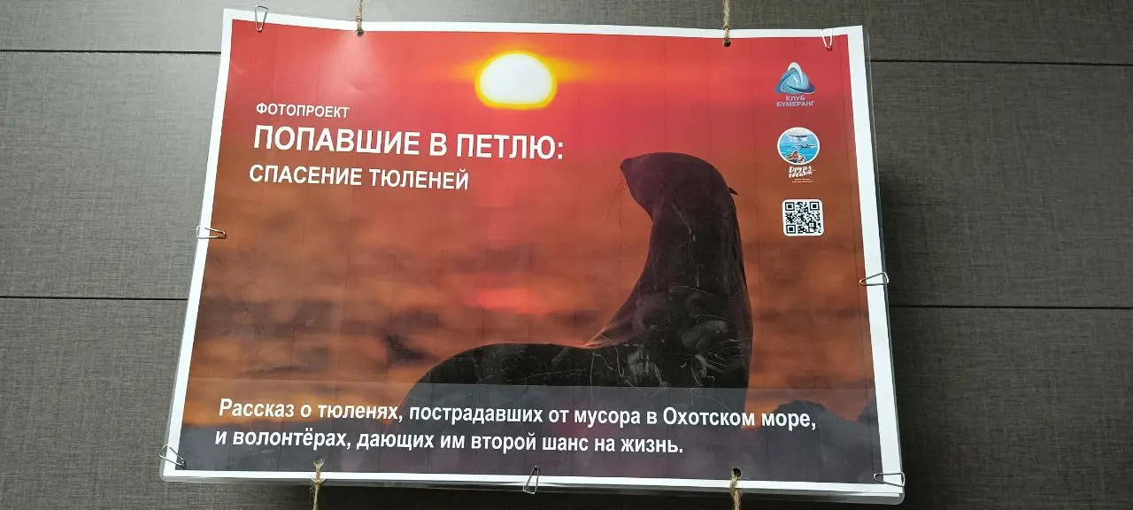 ПОПАВШИЕ В ПЕТЛЮ: СПАСЕНИЕ ТЮЛЕНЕЙ