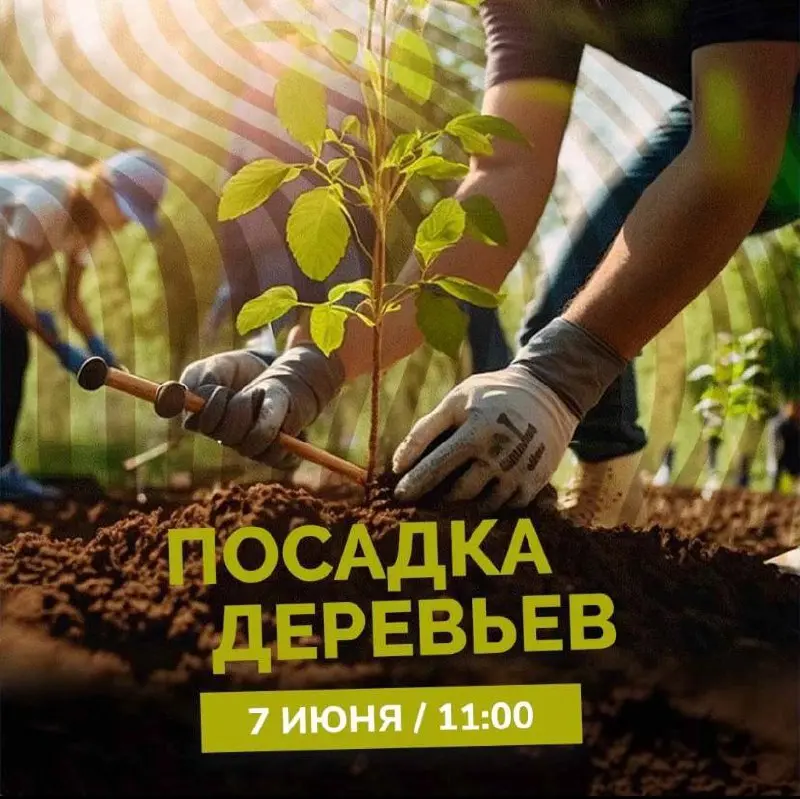 Посадка деревьев