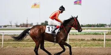 Лучшие скакуны Забайкалья встретятся на скачках в Чите