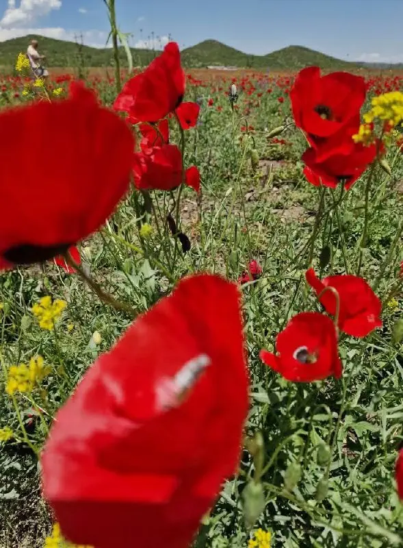 Фестиваль вина в Болниси и весенние краски природы.