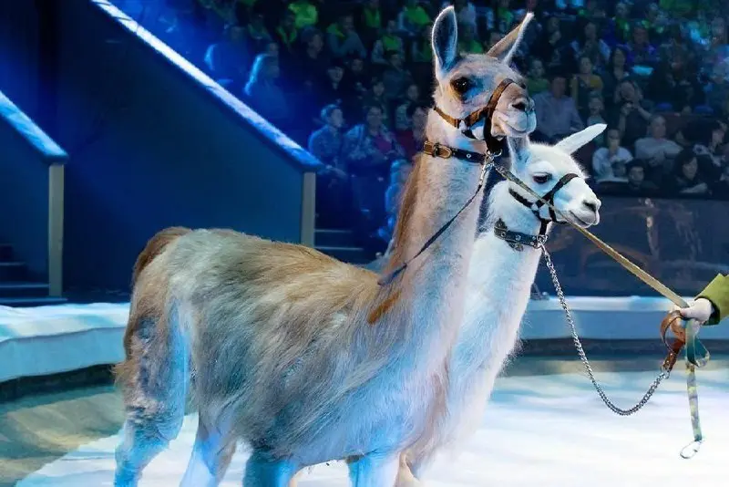 Магия великих слов