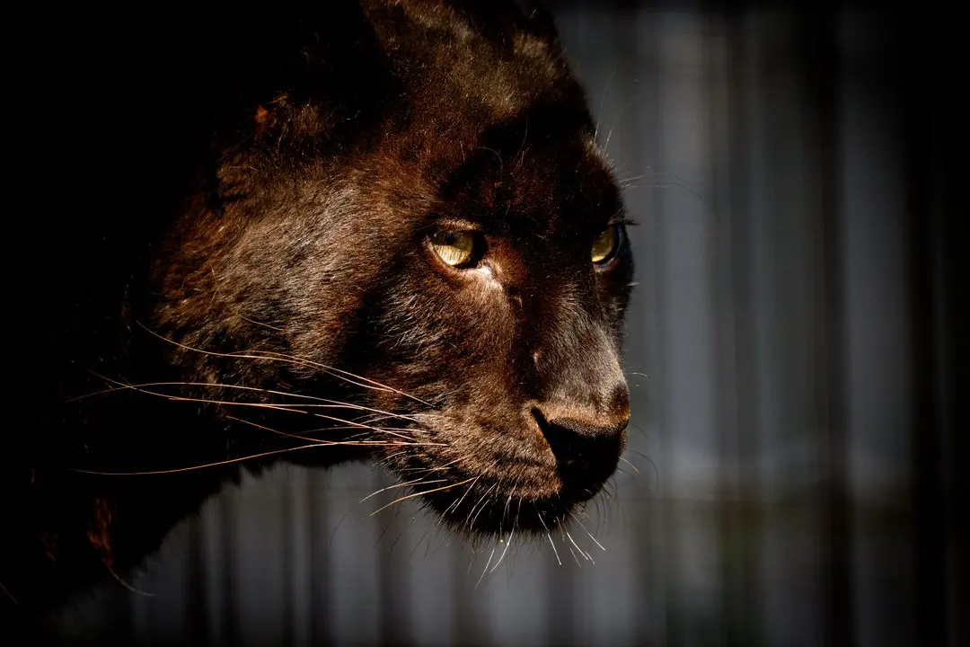 Зоособытие в Барнаульском зоопарке: 8 июня - свадьба зебр Вася и Зузу