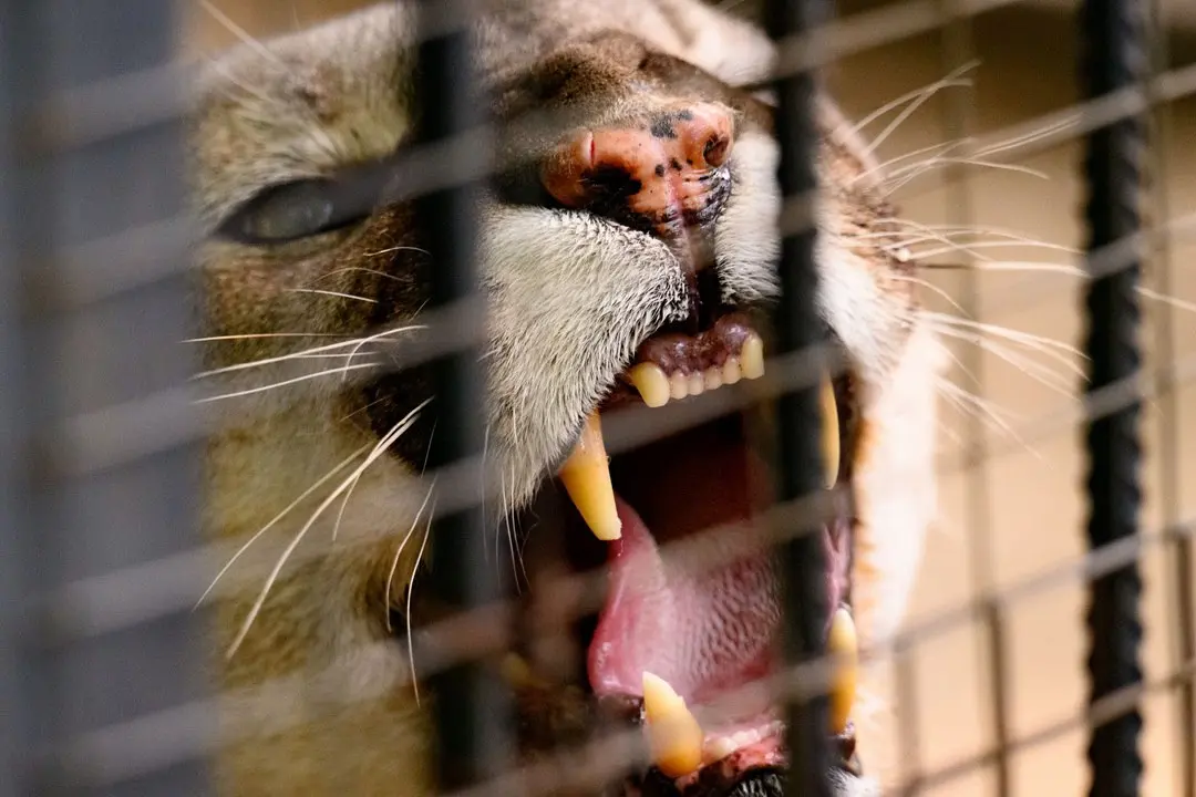 Зоособытие в Барнаульском зоопарке: 8 июня - свадьба зебр Вася и Зузу