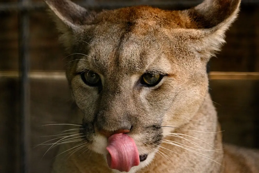 Зоособытие в Барнаульском зоопарке: 8 июня - свадьба зебр Вася и Зузу