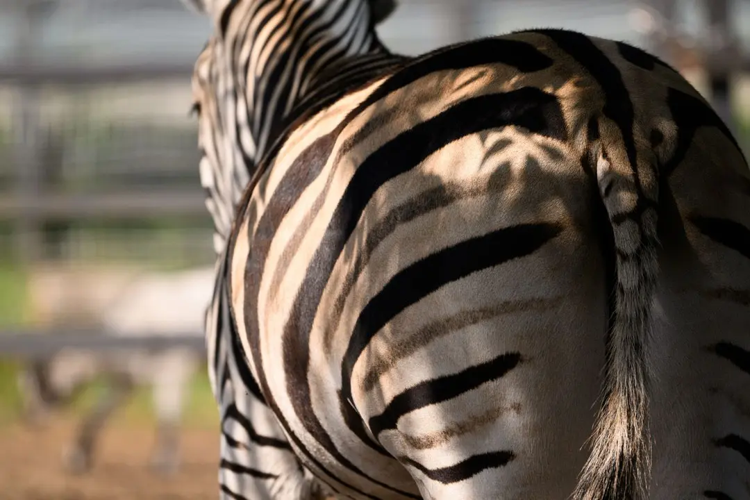 Зоособытие в Барнаульском зоопарке: 8 июня - свадьба зебр Вася и Зузу