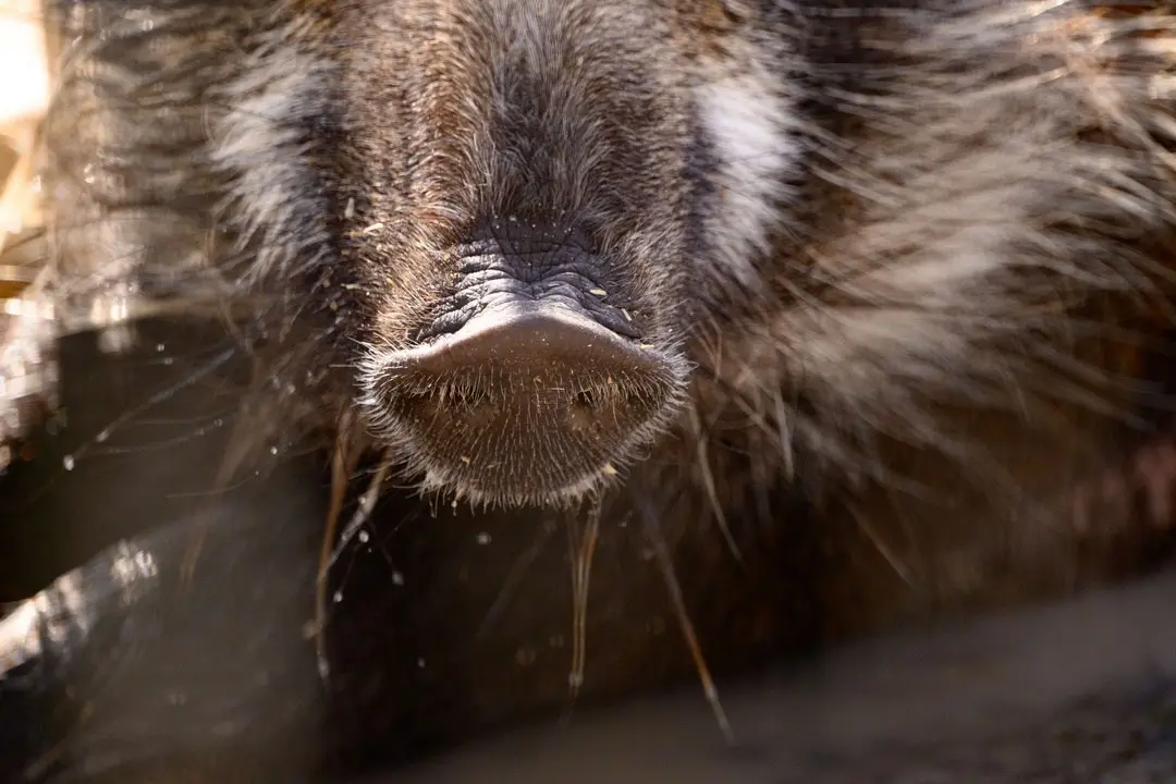 Зоособытие в Барнаульском зоопарке: 8 июня - свадьба зебр Вася и Зузу