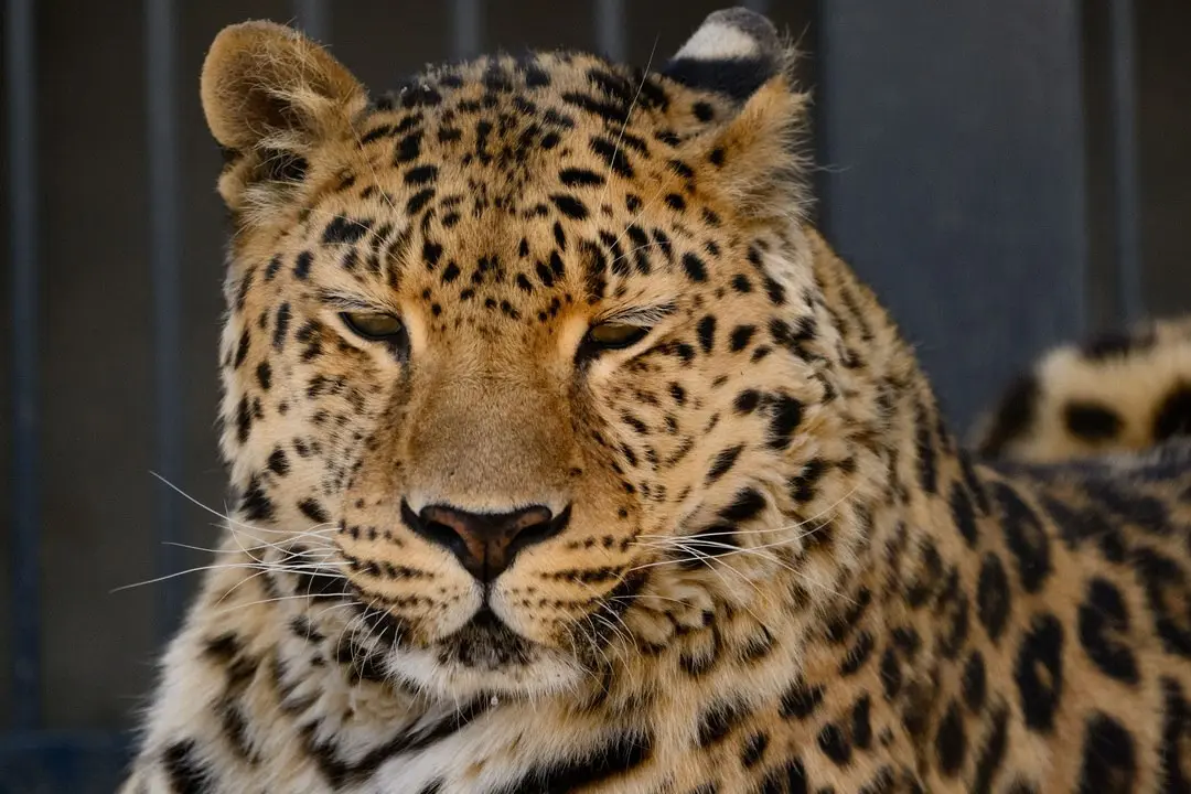 Зоособытие в Барнаульском зоопарке: 8 июня - свадьба зебр Вася и Зузу