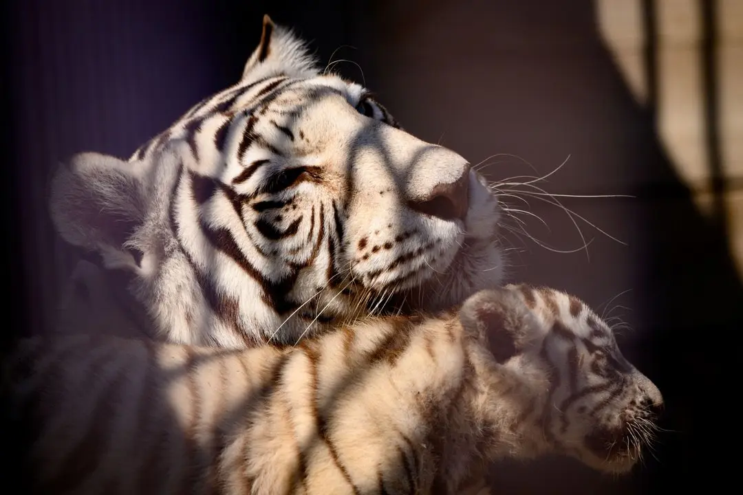 Зоособытие в Барнаульском зоопарке: 8 июня - свадьба зебр Вася и Зузу