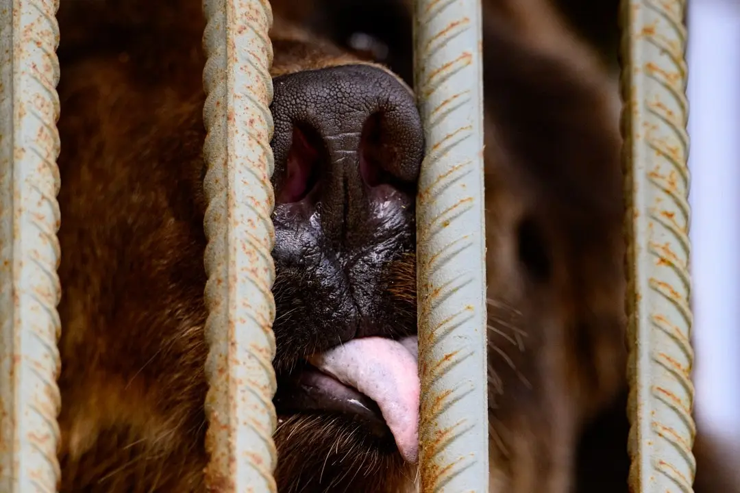 Зоособытие в Барнаульском зоопарке: 8 июня - свадьба зебр Вася и Зузу