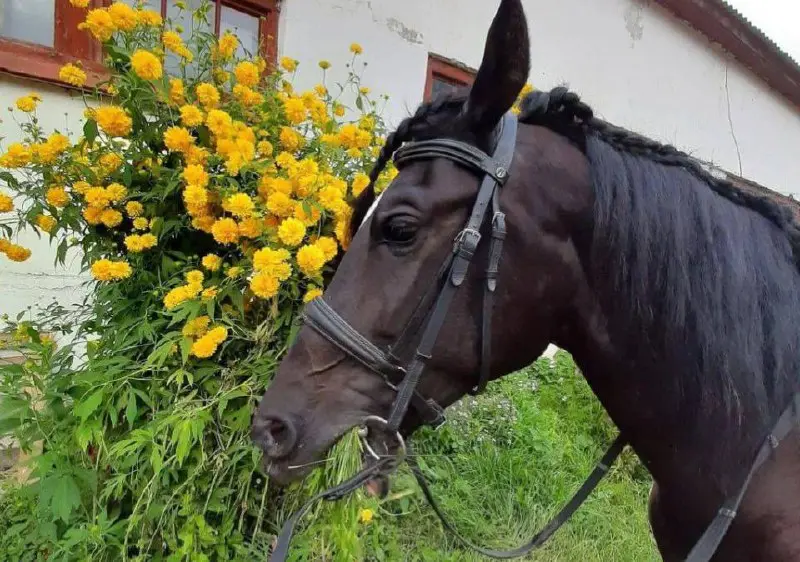 Летний досуг для детей на московском ипподроме
