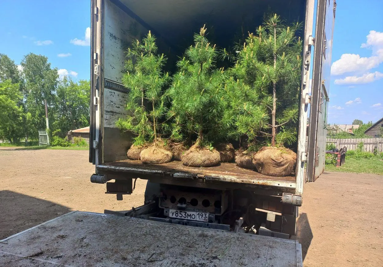 Памятная аллея из кедров в Бресте в честь 80-летия Победы