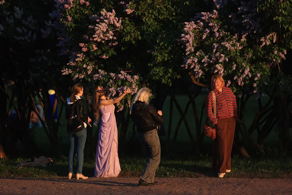 фестиваль сирени