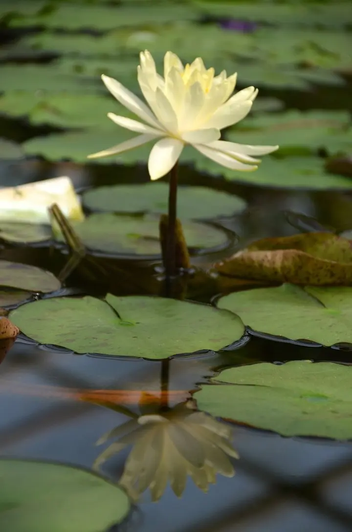 Викторная оранжерея Ботанического сада открыта для свободного посещения.