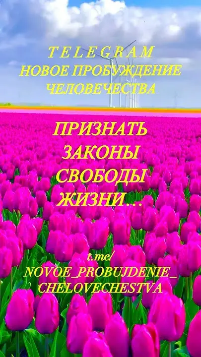 КУРС ДЕЛЬФИНЫ И КИТЫ