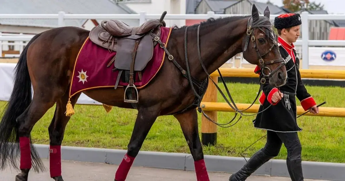 Фестиваль национальных пород лошадей «Конное достояние»