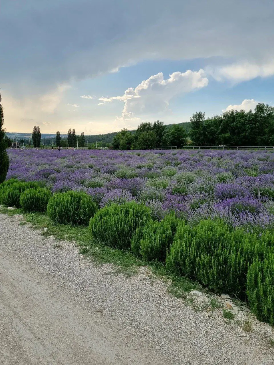 Лавандовое поле 🌷🌷🌷