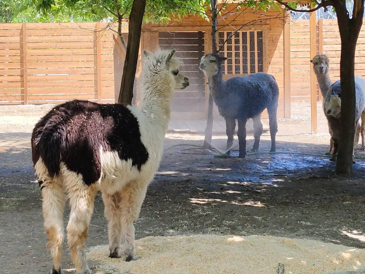Летний «душ» для альпак и лам в ЦПКиО