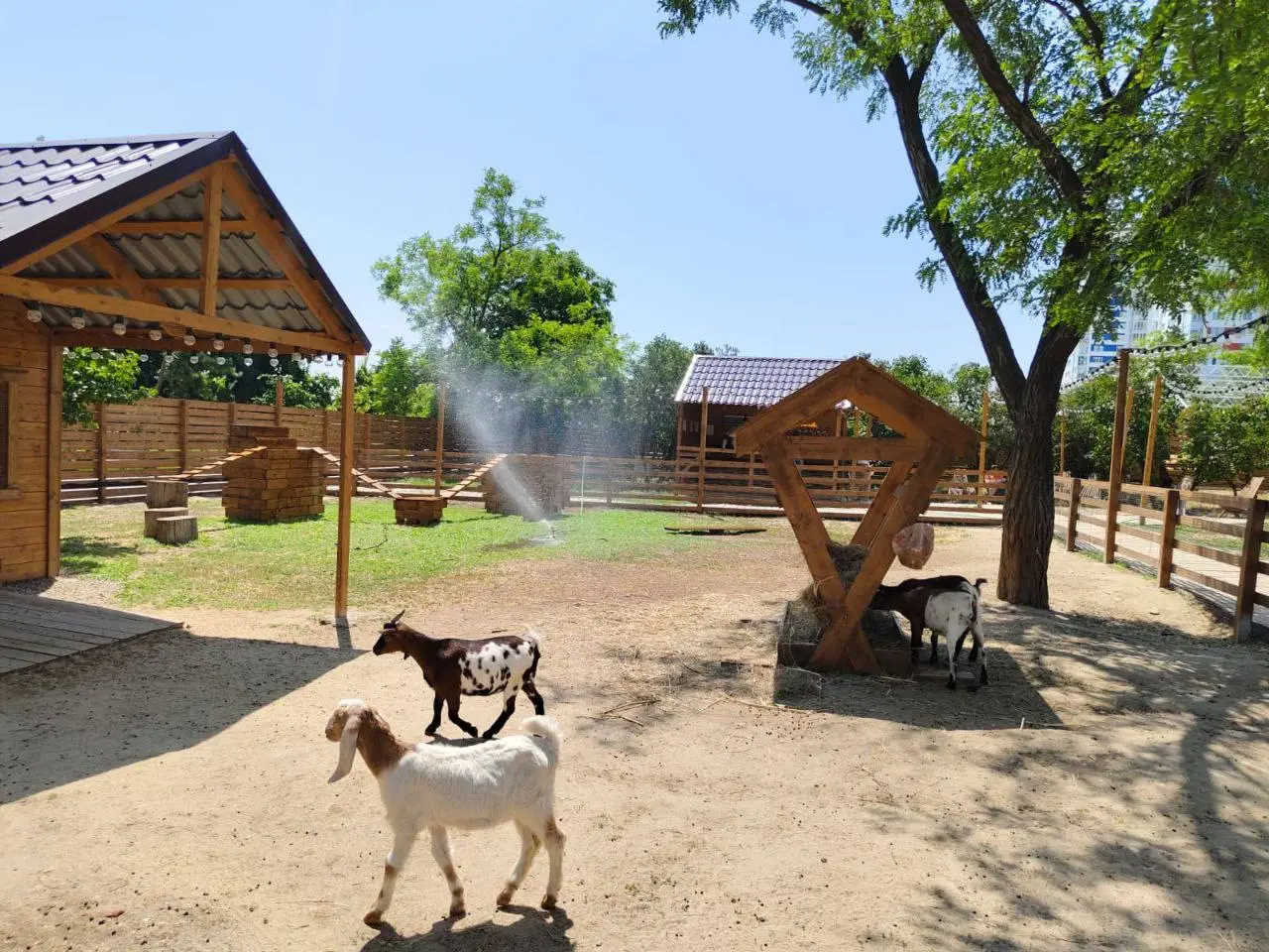 Летний «душ» для альпак и лам в ЦПКиО