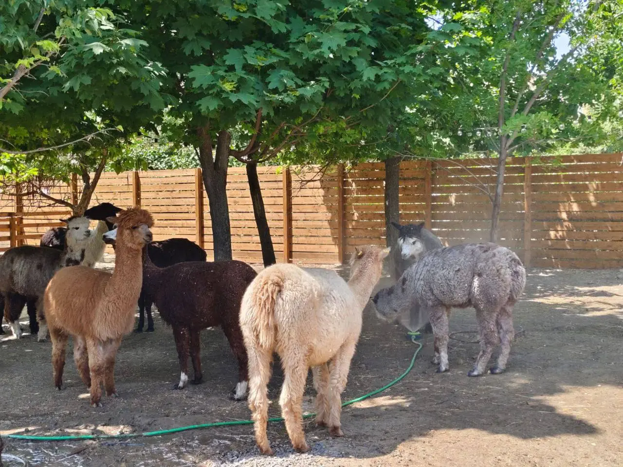 Летний «душ» для альпак и лам в ЦПКиО