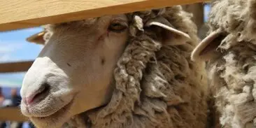 выставка овец в Чите