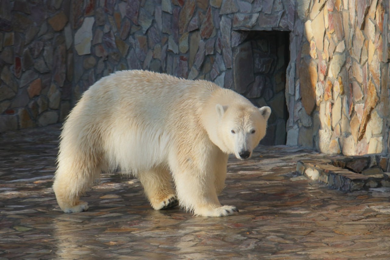 День рождения белой медведицы Хаарчааны