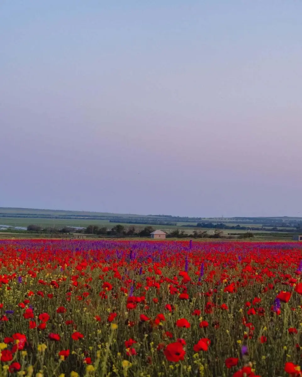 Маковая мистерия Таманского полуострова