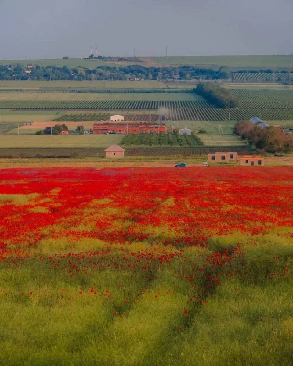 Маковая мистерия Таманского полуострова