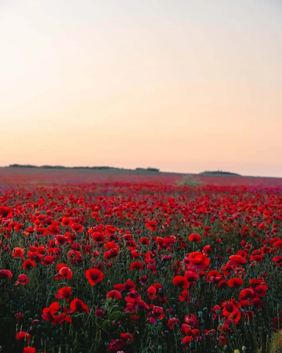 Маковая мистерия Таманского полуострова