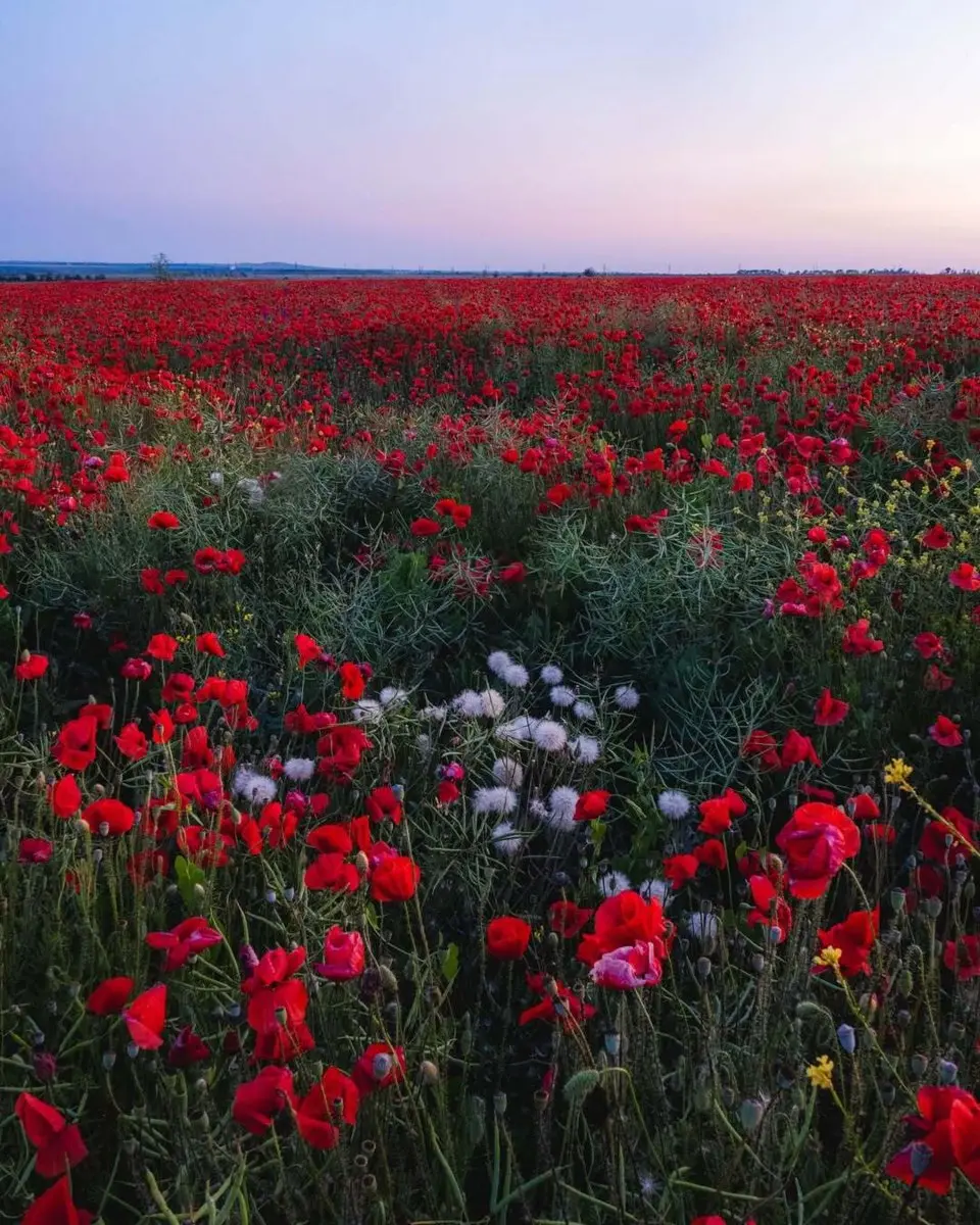 Маковая мистерия Таманского полуострова