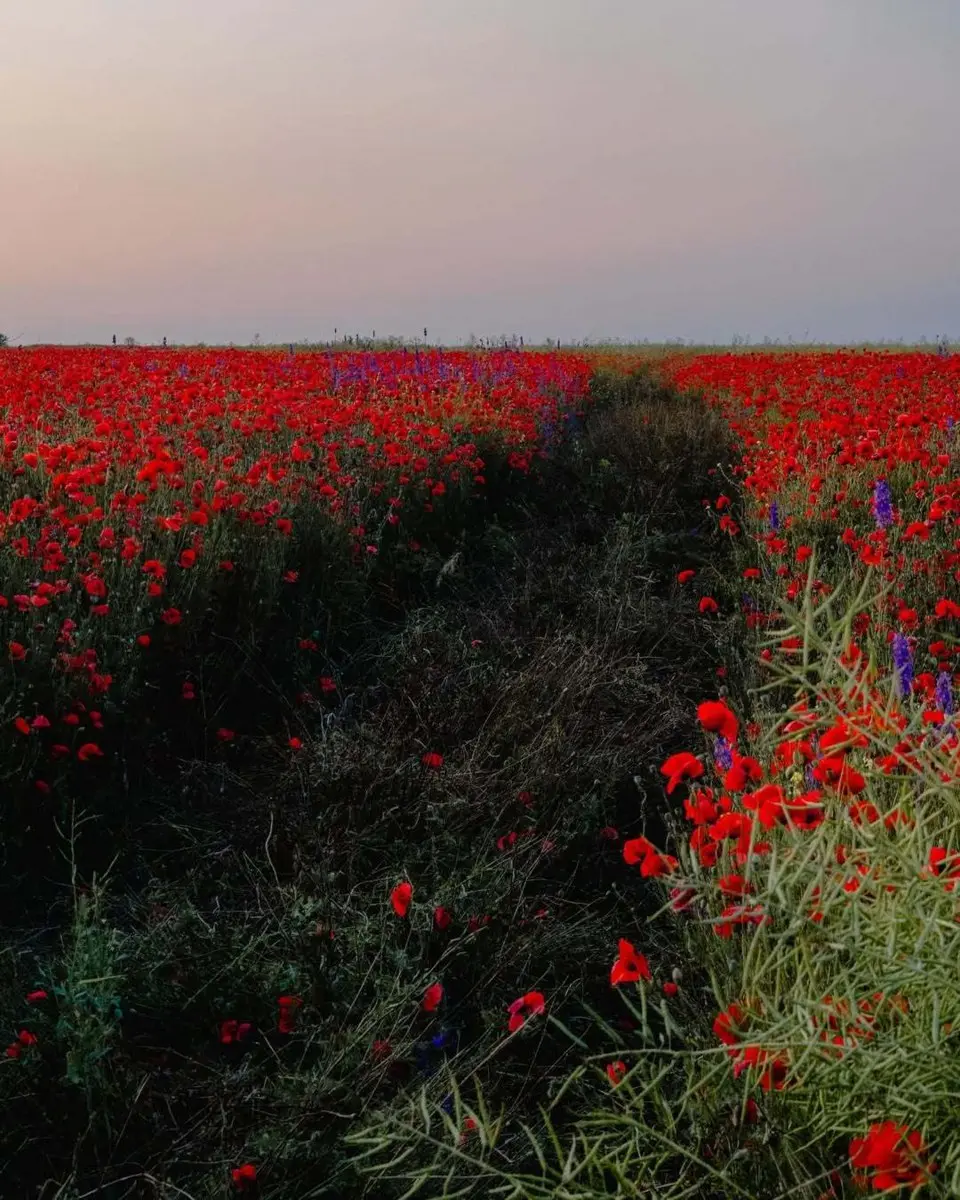 Маковая мистерия Таманского полуострова